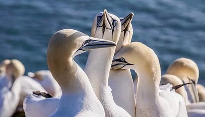 九游娱乐平台-【视频播客】Vol.06 阿什拉夫涉嫌强奸被法国地方法院起诉