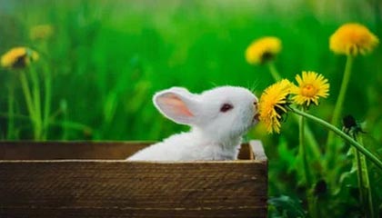 完美电竞平台官网：开启你的电竞梦想的新入口